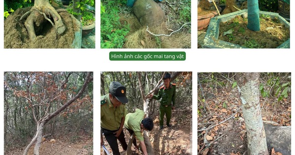 Toàn cảnh vụ xử phạt và tịch thu 42 gốc mai vàng ở Côn Đảo