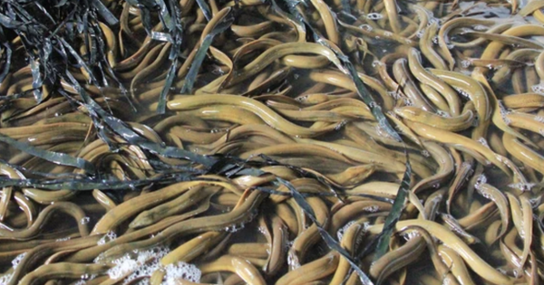 Chủ tịch Hội Nông dân TP Cần Thơ nói gì việc 4.000 tấn lươn quá lứa hiện chưa được tiêu thụ?