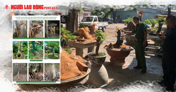 Gỡ nút thắt những điểm gây tranh luận vụ 42 gốc mai vàng “không giấy tờ” ở Côn Đảo