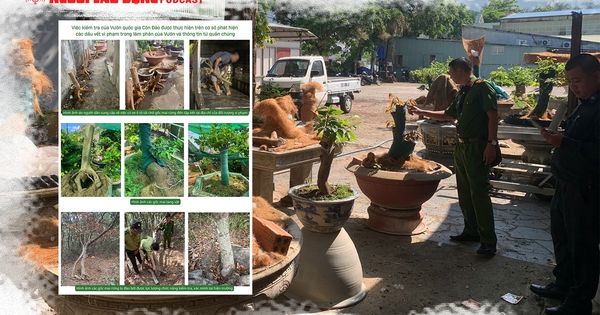 Gỡ nút thắt những điểm gây tranh luận vụ 42 gốc mai vàng “không giấy tờ” ở Côn Đảo