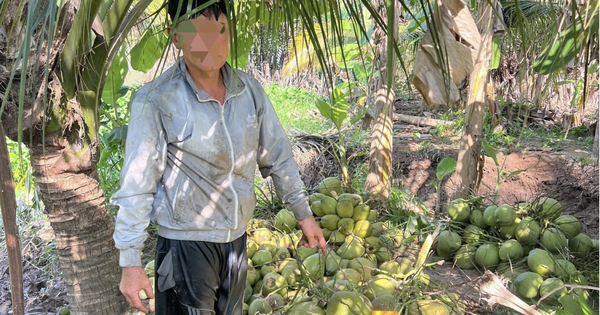 Bắt tại trận người đàn ông trộm... 950 trái dừa lúc rạng sáng ở miền Tây