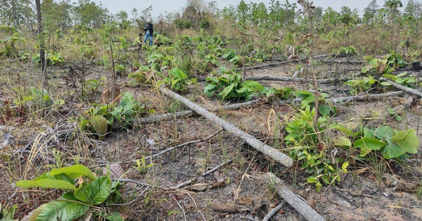 Phản hồi: Khẩn trương điều tra, xử lý vụ phá rừng tại Gia Lai