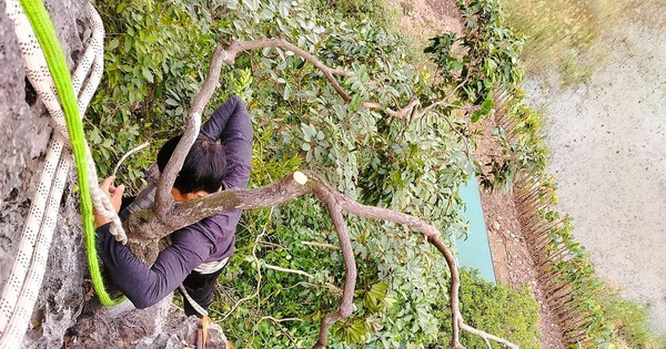 Kiểm lâm thu giữ hàng trăm cây cảnh muội hồng, phạt tiền cả trăm triệu đồng