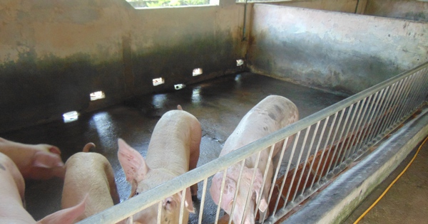 Giá heo hơi hôm nay, 21-4: Hộ nuôi tăng giá do tác động chính sách thuế mới