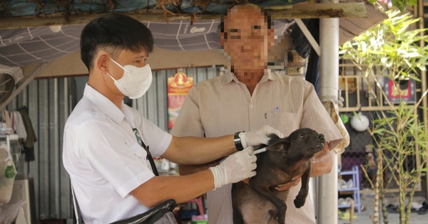 Chó mẹ tấn công nhiều người và cắn chết đàn chó con vừa sinh