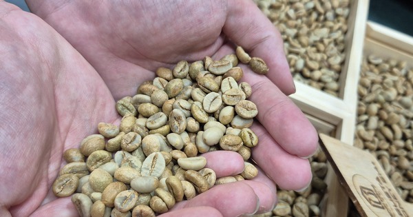 Giá cà phê hôm nay 20-4: Robusta vào vụ tại Indonesia, Brazil nối bước