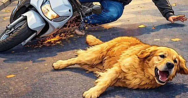 Cần Thơ cảnh báo tình trạng chó thả rông ở khu dân cư