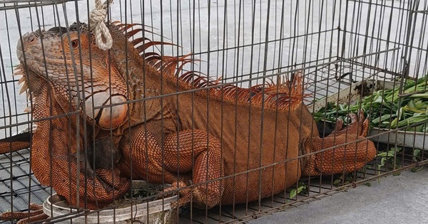 Tiếp nhận rồng Nam Mỹ 'khủng' do người dân giao nộp