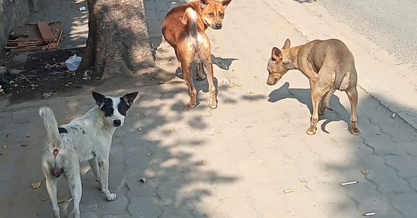 Nỗi lo chó thả rông