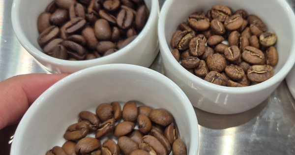 Giá cà phê hôm nay 22-4: Mới tăng đã giảm, nông dân cân nhắc điều này