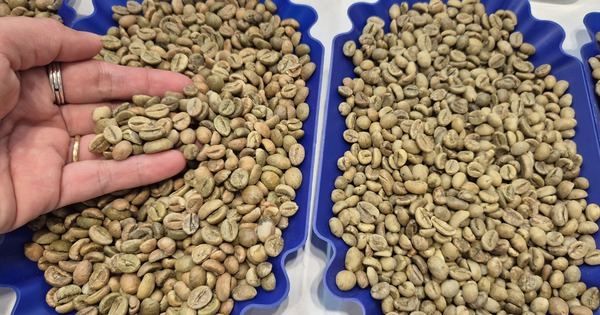Giá cà phê hôm nay 21-4: Robusta bật tăng 3 con số