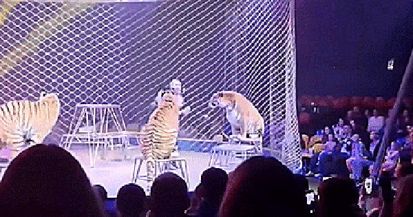 Clip gây sốc: Hổ lao vào đám đông sau sự cố lưới rạp xiếc