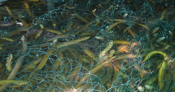 Sau Cần Thơ, đến lượt Cà Mau "bí" đầu ra lươn nuôi