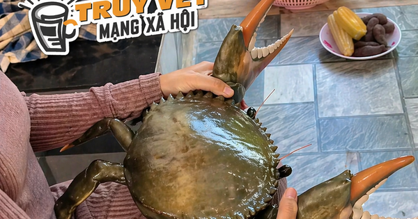 Clip con cua 7 kg ở An Giang nổi tiếng mạng xã hội với 4,4 triệu lượt xem