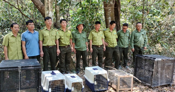 Thả rắn hổ mang chúa dài 3 mét, nặng 5kg về rừng