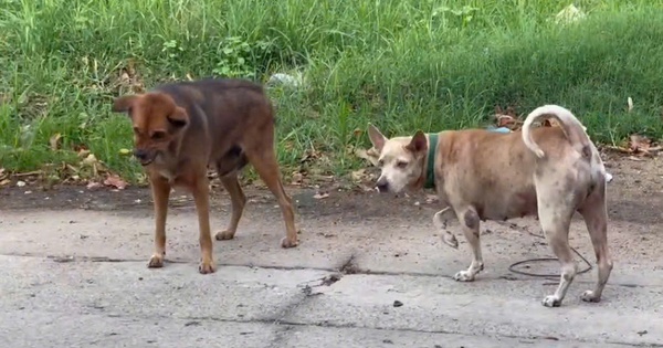 Chủ quán thịt cầy bất ngờ sợ nước, sợ gió rồi tử vong do bệnh dại