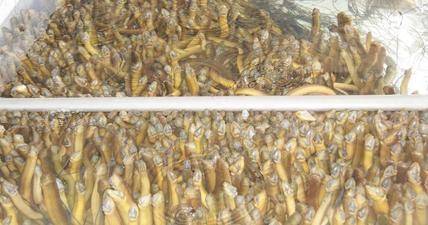 Hình ảnh hàng chục ngàn con lươn quá lứa, chưa được tiêu thụ ở Cần Thơ