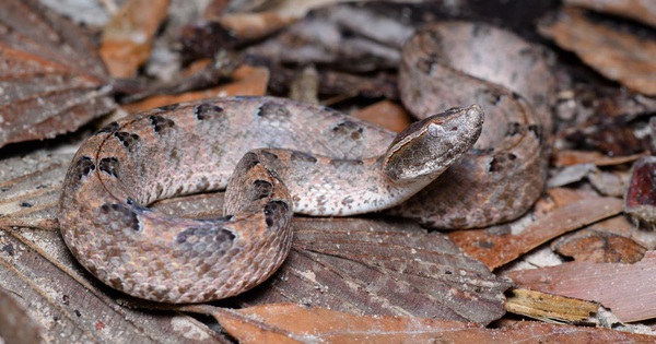 Báo động số ca rắn cắn tăng mạnh mùa hái điều