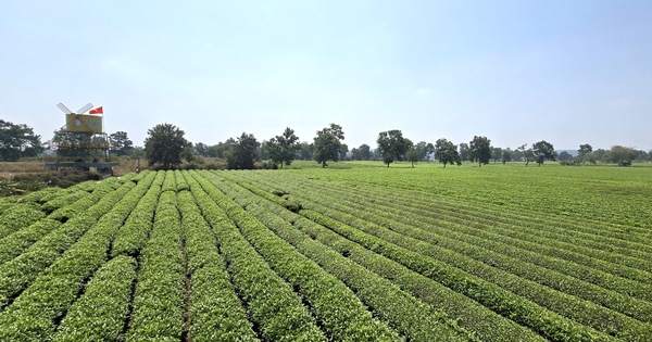 Gia Lai: Giữ 62 ha chè tạo cảnh quan Biển Hồ