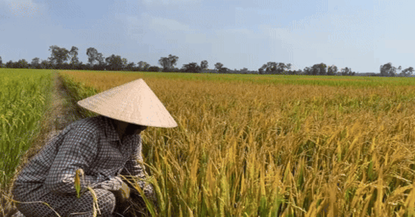 VIDEO: Người phụ nữ ở Đồng Tháp đau đớn bên ruộng lúa nghi bị phá hoại