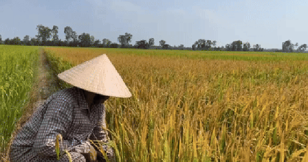 VIDEO: Người phụ nữ ở Đồng Tháp đau đớn bên ruộng lúa nghi bị phá hoại