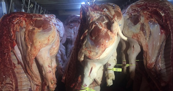 Giá heo hơi hôm nay, 23-4: Đồng loạt giảm tại chợ đầu mối