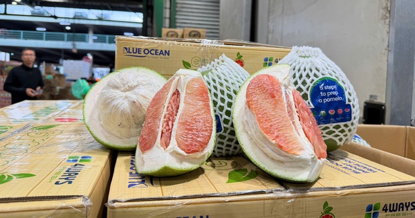 Lô bưởi Việt Nam lần đầu vào Úc