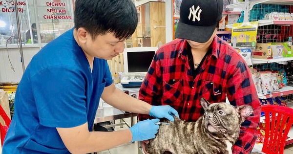 Cảnh báo bệnh dại và thói quen chết người