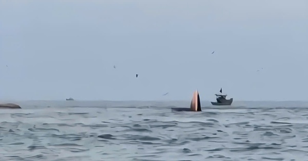 CLIP: Cá voi há miệng đớp mồi trên biển Mũi Né