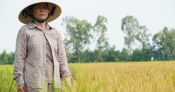 Công an vào cuộc vụ ruộng lúa ở Đồng Tháp nghi bị phá hoại 2 lần