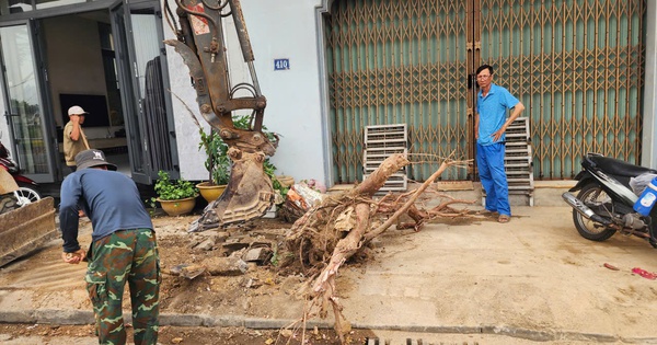 Lý do hàng chục cây xanh vỉa hè ở Huế bị chặt hạ, bới gốc