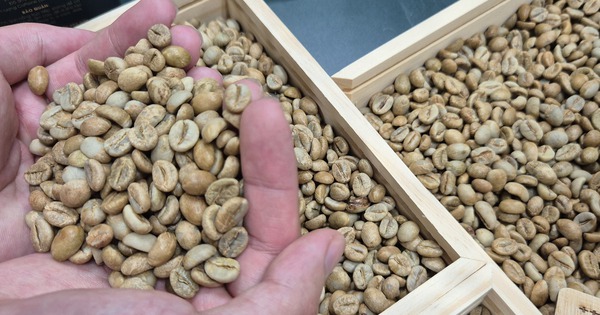 Giá cà phê hôm nay 25-4: Giảm nhẹ, một thương hiệu cà phê Việt mở chuỗi tại châu Âu