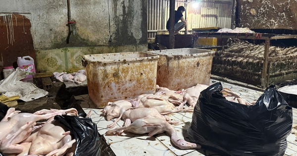 Đột kích điểm giết mổ vịt ở TPHCM lúc rạng sáng