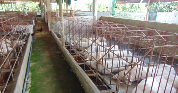 Giá heo hơi hôm nay, 25-4: Chợ đầu mối có giá mới