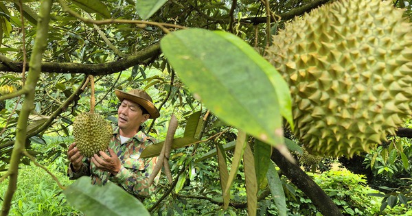 Giá sầu riêng có nơi chỉ còn 25.000 đồng/kg