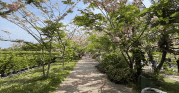 CLIP: Vườn hoa anh đào đang gây sốt ở Sa Đéc