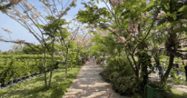 CLIP: Vườn hoa anh đào đang gây sốt ở Sa Đéc