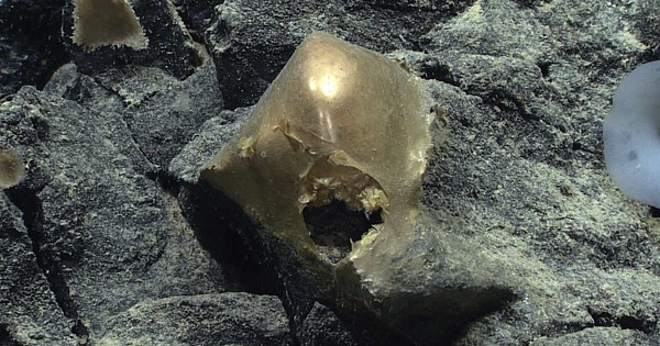 DNA “trứng vàng ngoài hành tinh” ở Thái Bình Dương hé lộ sự thật