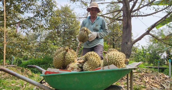Giá sầu riêng ở BĐSCL "chạm đáy"