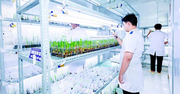 Đại học Trà Vinh: Phát triển kỹ thuật nuôi cấy mô, mở lối cho ngành dừa