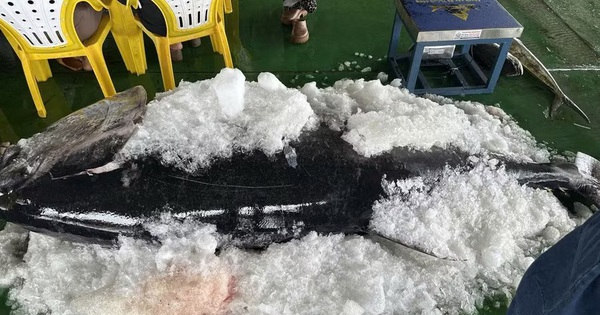 Ngư dân Gia Lai liên tiếp trúng đậm cá ngừ đại dương “khủng”
