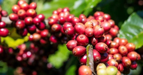 Giá cà phê hôm nay 3-4: Giảm đồng loạt, mốc 90.000 đồng/kg lung lay