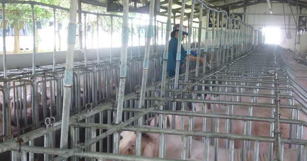 Giá heo hơi hôm nay, 4-4: Bắt đầu tăng giá ở khu vực miền Bắc