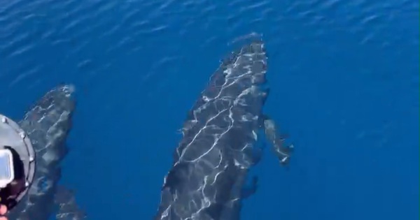 Đàn cá voi cả trăm con tung mình giữa biển Phú Quý