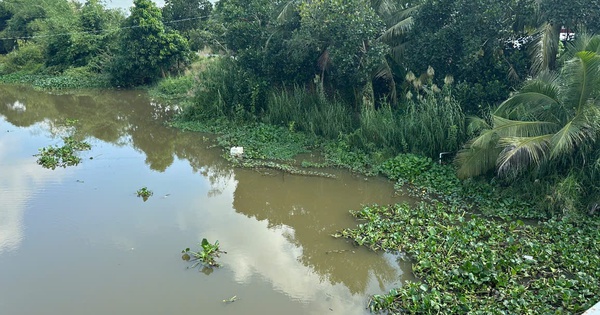 Tây Ninh ra thông báo khẩn việc cá sấu xuất hiện ở ấp Cá Tôm