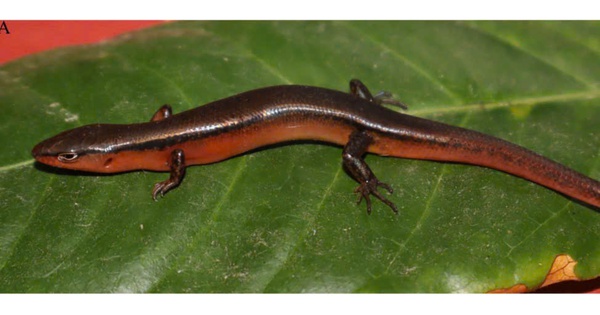 Một loài thằn lằn mới vừa được phát hiện tại Vườn Quốc gia Vũ Quang