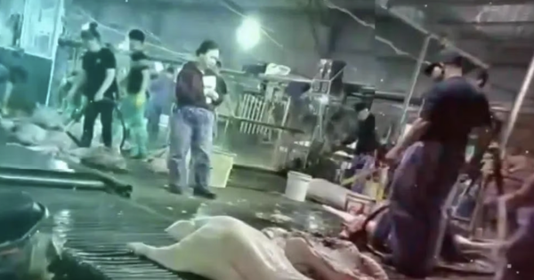 Công an Hà Nội thông tin vụ cán bộ kiểm dịch thú y "vòi tiền" tiếp tay đưa heo bệnh vào trường học