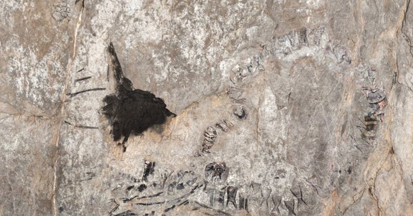 Thủy quái 145 triệu tuổi chưa rõ loài gì 