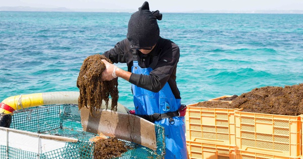 Giải pháp chăm sóc sức khỏe tự nhiên được nhiều người tin chọn