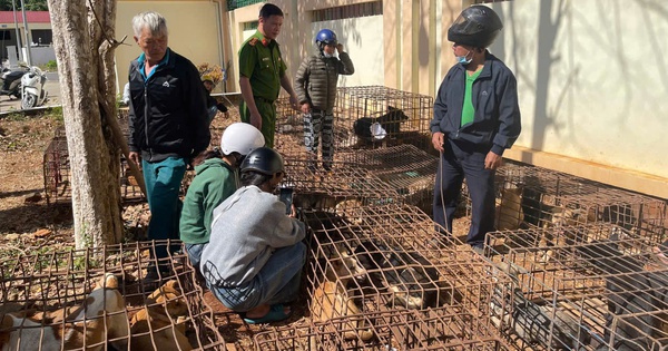 Bắt tạm giam 2 đối tượng trộm hàng chục con chó